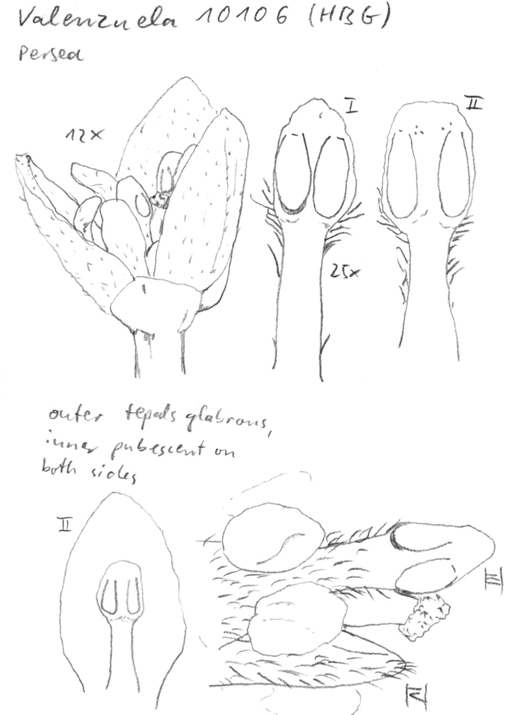 Vorschaubild Persea spec., Valenzuela 10106